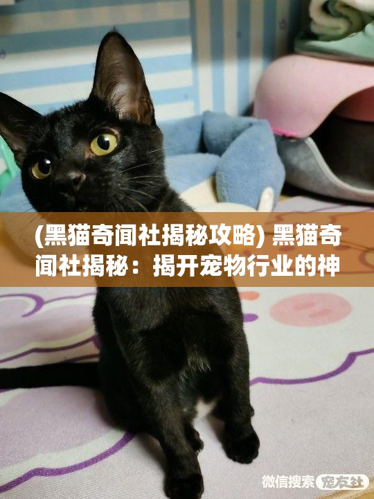 (黑猫奇闻社揭秘攻略) 黑猫奇闻社揭秘：揭开宠物行业的神秘面纱，你所不知道的异国品种探秘之旅！